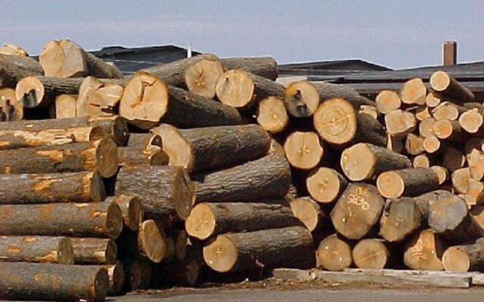 Thuế khi nhập khẩu gỗ từ Châu phi
