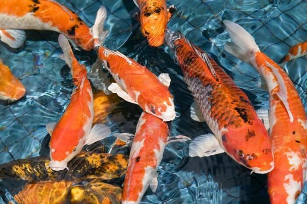 Quy trình thủ tục hải quan nhập khẩu cá Koi giống về Việt Nam